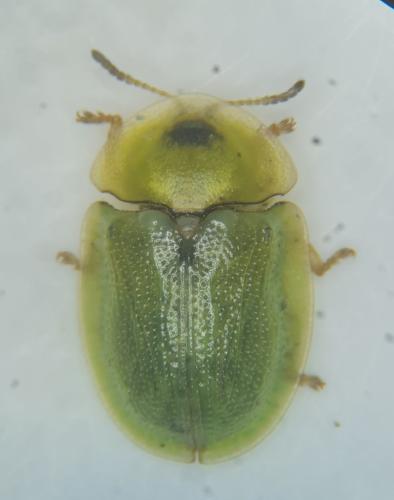 Réf. 331 963 : Cassida sp.